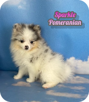 Sparkle Female ACA Pomeranian $3000