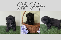 Stella Female Shihpoo $850