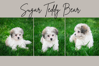 Sugar Female Teddy Bear $675