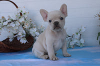Daisy Female AKC French Bulldog $1600
