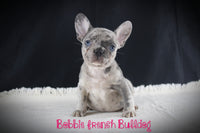 Bobbie Female AKC French Bulldog $2200