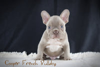 Cooper Male AKC French Bulldog $2050