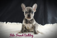 Fido Male AKC French Bulldog $2000