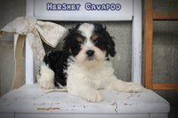 Hershey Male Cavapoo $1795