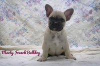 Marty Male AKC French Bulldog $1800