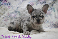 Violet Female AKC French Bulldog $2500
