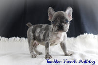 Tumbler Male AKC French Bulldog $2000
