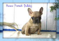 Rosco Male AKC French Bulldog $1399