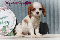 Waylon Male Cavalier $275