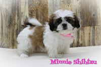 Minnie Female ACA Shihtzu $750