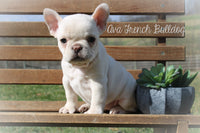 Ava Female AKC French Bulldog $990