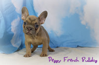 Peggy Female AKC French Bulldog $1200