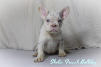 Sheila Female AKC French Bulldog $1800
