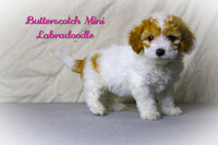 Butterscotch Female Mini Labradoodle $499