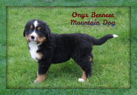Onyx Male AKC Bernese Mountain Dog $495