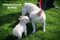 Maggie Female AKC French Bulldog $2800