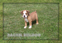 Rachel Female English Bulldog Mix $750