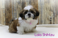 Lola Female ACA Shihtzu $750