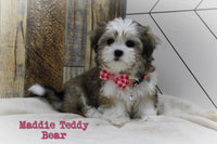 Maddie Female Teddy Bear $550