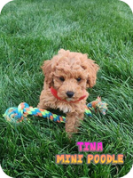 Tina Female AKC Mini Poodle $850