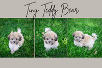 Tiny Female Teddy Bear $675