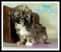 Tito Male Teddy Bear $650