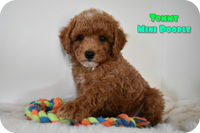 Tommy Male AKC Mini Poodle $950