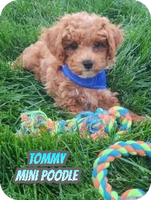 Tommy Male AKC Mini Poodle $850