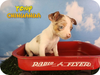 Tony Male Chihuahua $1500