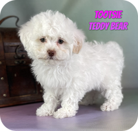 Tootsie Female Teddy Bear $750