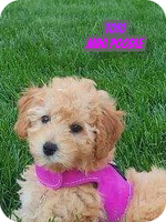Tori Female AKC Mini Poodle $850