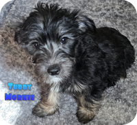 Tubby Male Morkie $2100
