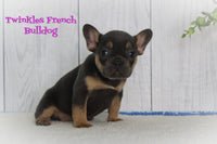 Twinkles Female AKC French Bulldog $4500
