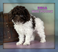 Zella Female Mini Poodle $850