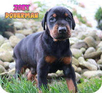 Zoey Female Doberman Pinscher $2500