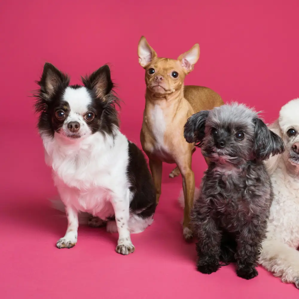 Beautiful Puppies-That Doggy in the Window