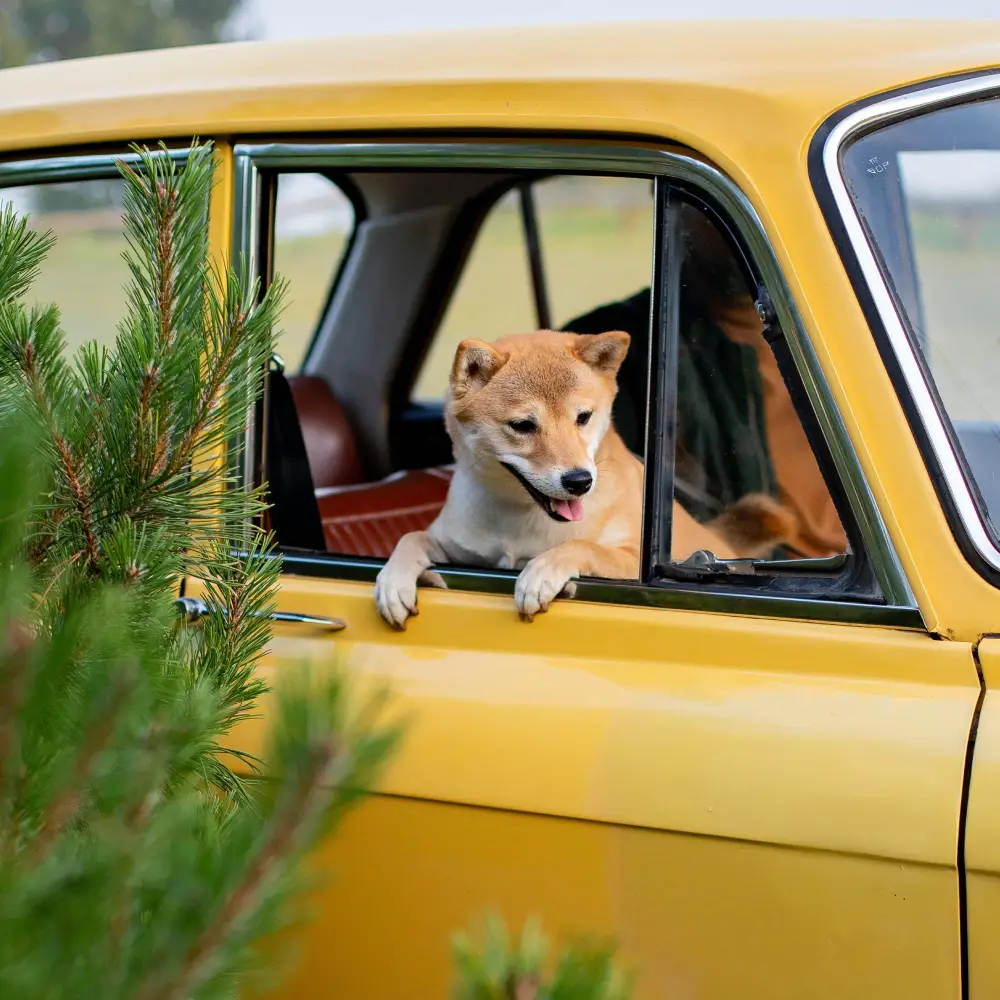 Secure Transportation Options-That Doggy in the Window