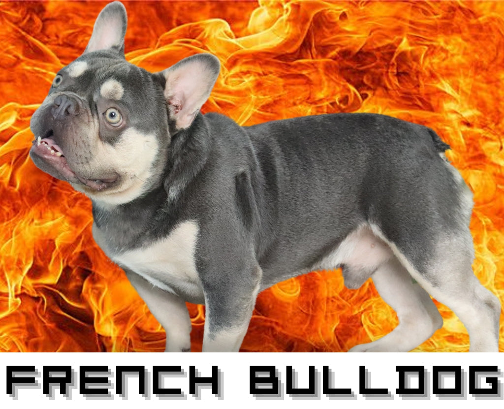 French Bulldog Stud Dogs