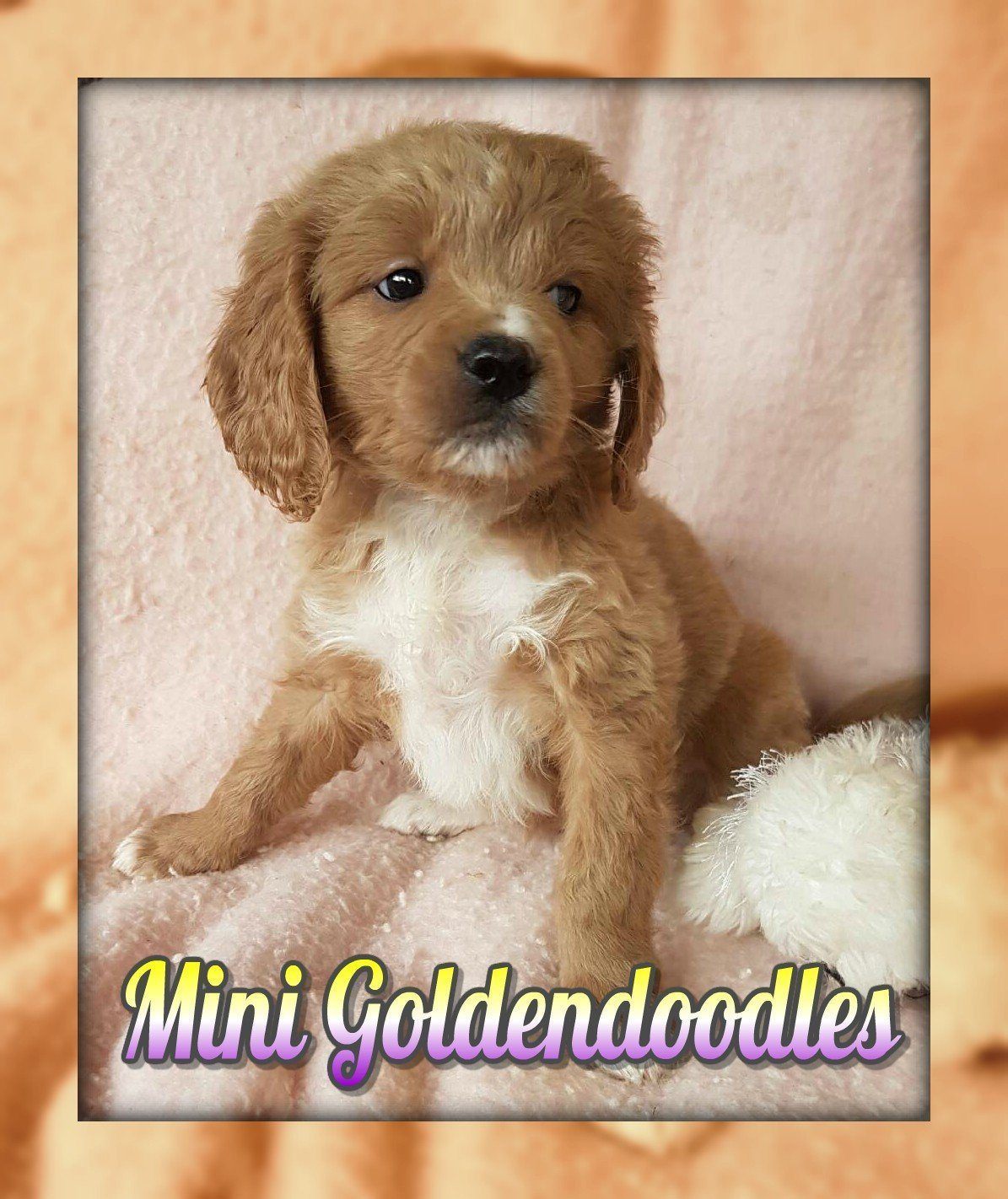 Mini Goldendoodle