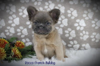 Rocco Male AKC Fluffy French Bulldog $3495