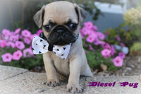 Diesel Male AKC Pug $899