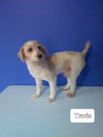 Abby Female AKC Mini Poodle $745