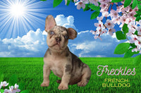 Freckles Male AKC French Bulldog $2500