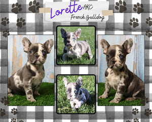 Lorette AKC Female French Bulldog $2300