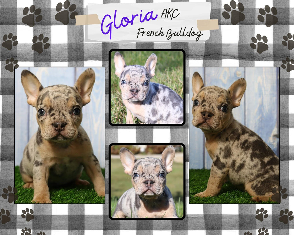 Gloria AKC Female French Bulldog $2000