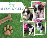 King Male Aussiedoodle $345