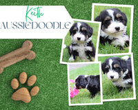 Keith Male Aussiedoodle $345