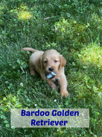 Bardoo Male AKC Golden Retriever $850