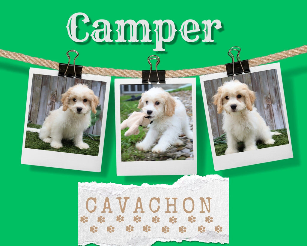 Camper Male Cavachon $195