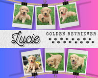 Lucie Female AKC Golden Retriever $450